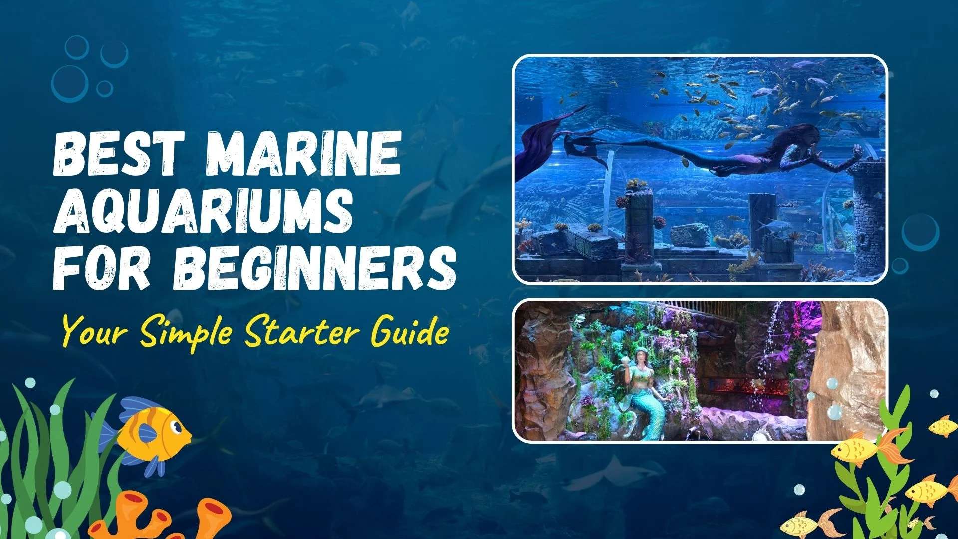 Great Aquarium Size For Beginners And Fish photo